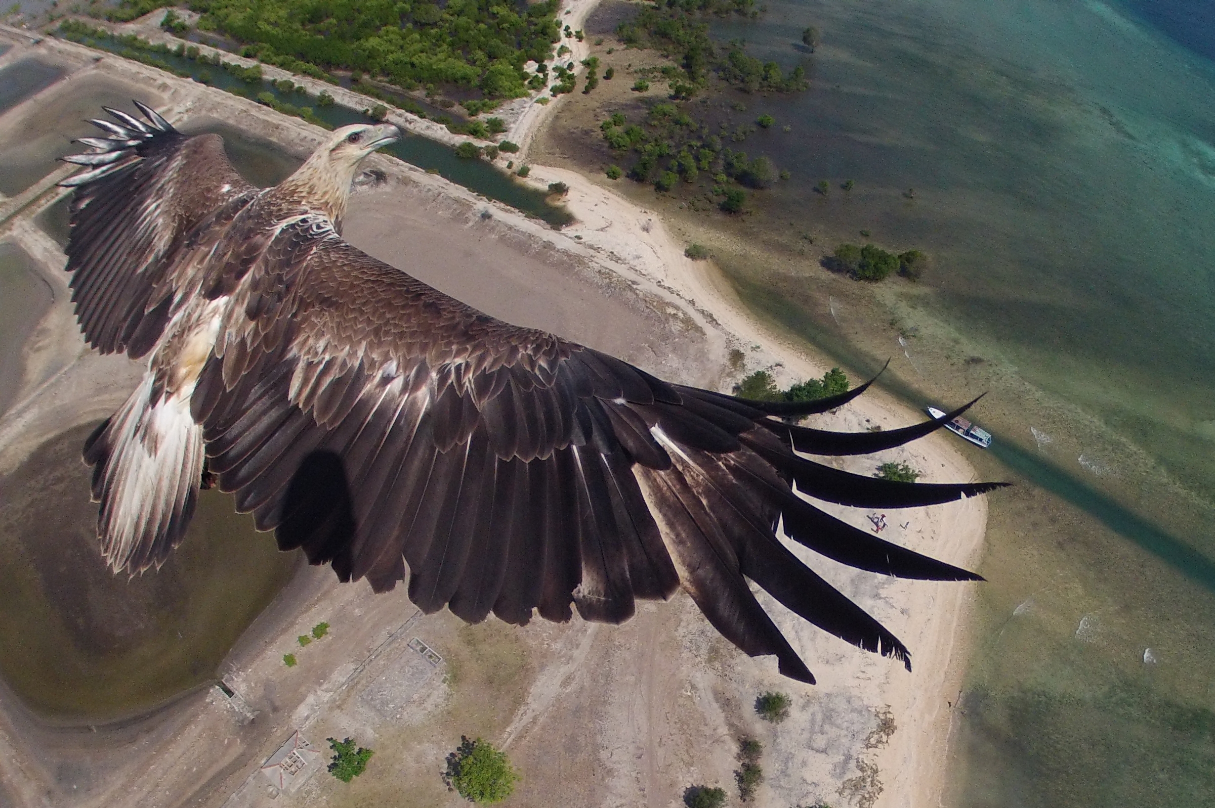 Photo d'un aigle pris d'un drone