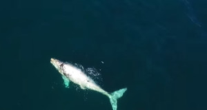 baleineau blanc drone