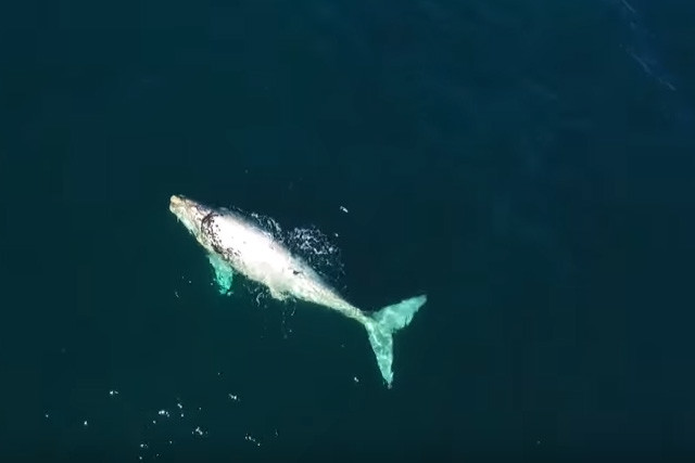baleineau blanc drone