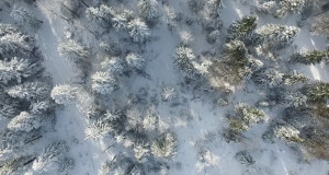 foret neige drone
