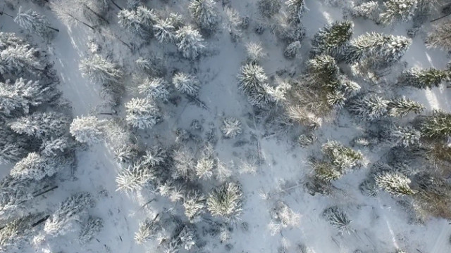 foret neige drone